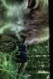 Contemporary History of Ukraine